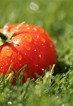 TOMATO